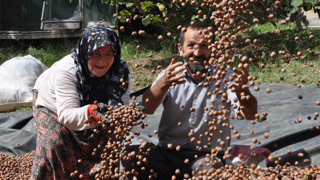 Fındık üreticilerine önemli uyarı