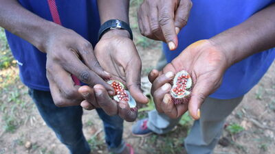 Afrika'nın tropik adasında baharat turu