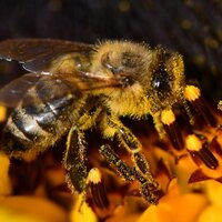 Brezilya'da son 3 ayda 500 milyondan fazla arı öldü