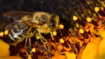 Brezilya'da son 3 ayda 500 milyondan fazla arı öldü