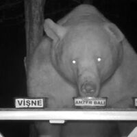 Dadanan ayıya tadım testi!