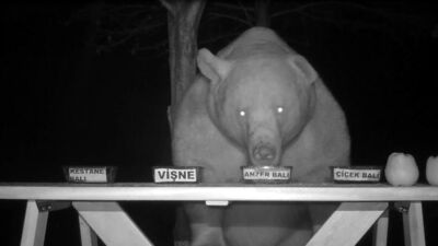 Dadanan ayıya tadım testi!