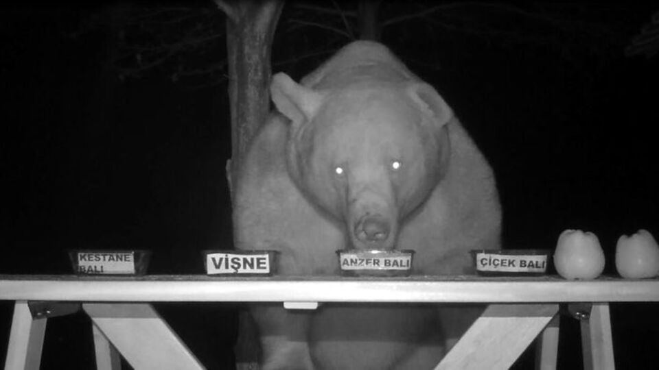 Dadanan ayıya tadım testi!