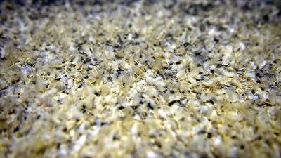 Kar yağışı değil 'ölüm uçuşu'