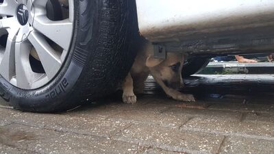 İtfaiyeci yavru köpeği kurtardı