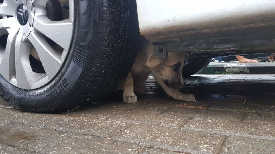 İtfaiyeci yavru köpeği kurtardı