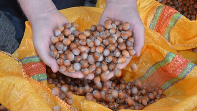 Alım başladı! Sabahın ilk saatlerinde yola çıktılar