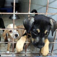 Korkunç iddiaya soruşturma!