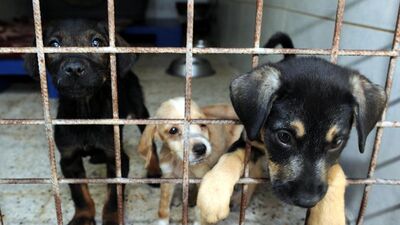 Korkunç iddiaya soruşturma!