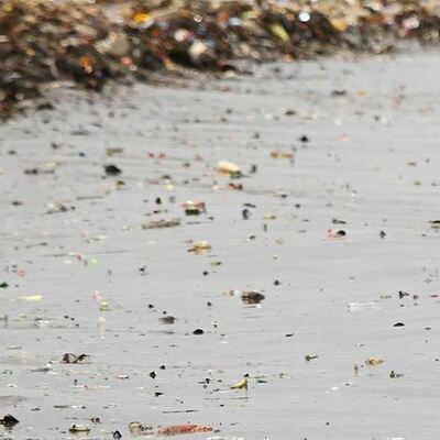 DSÖ çağrıda bulundu! O zararlar araştırılacak