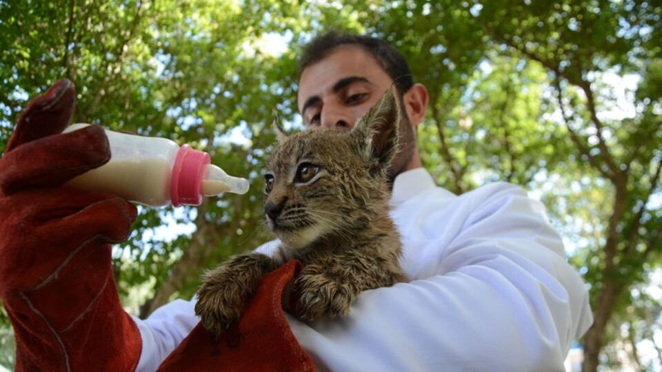 Bitkin halde bulunmuştu! Biberonla besleniyor
