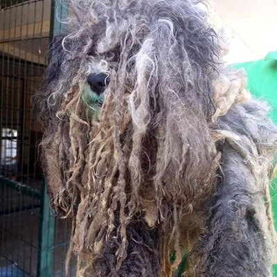 Tüylerin altından bakın ne çıktı...