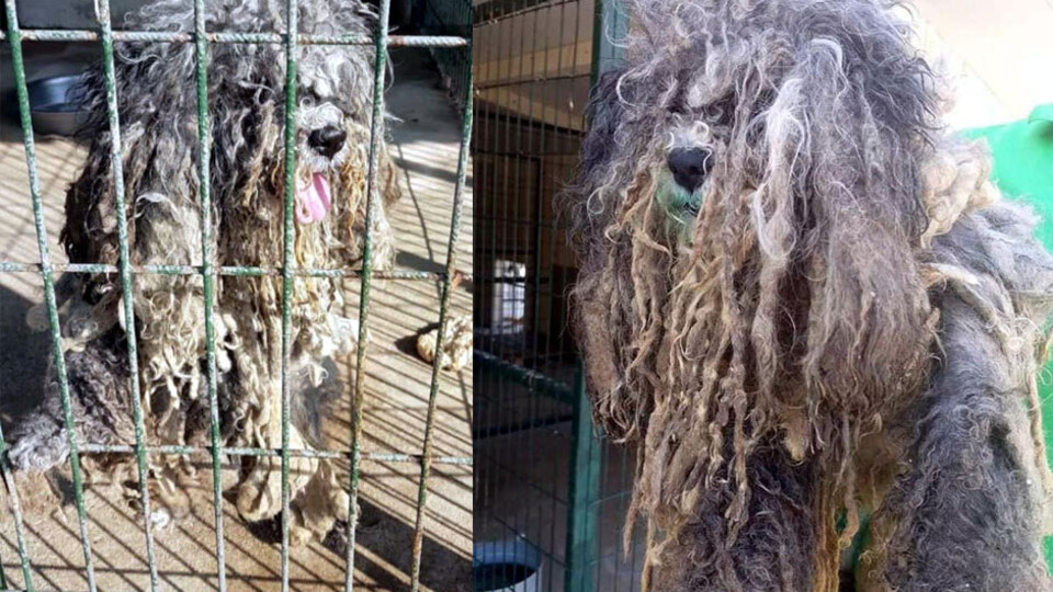 Tüylerin altından bakın ne çıktı...