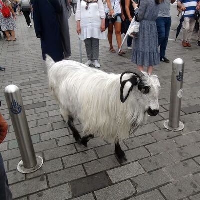 Yer Taksim... Gören bir daha baktı!