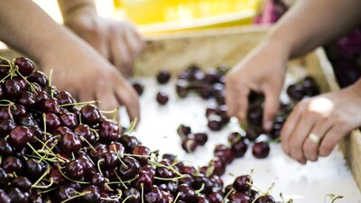 Kirazda rekor geldi!