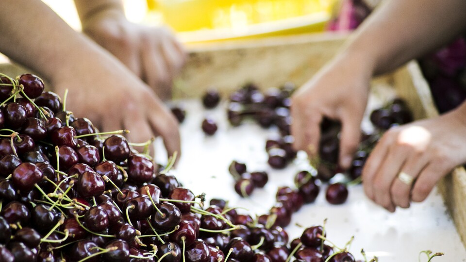 Kirazda rekor geldi!