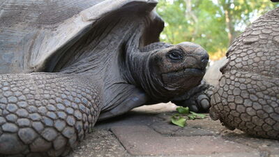 Adanın en eski sakinleri!