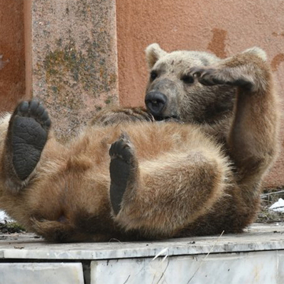 Akılalmaz olay! Ayıya çarptı: 2 yaralı!