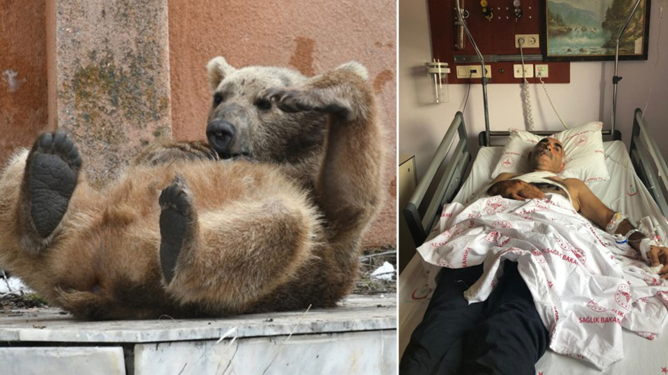 Akılalmaz olay! Ayıya çarptı: 2 yaralı!