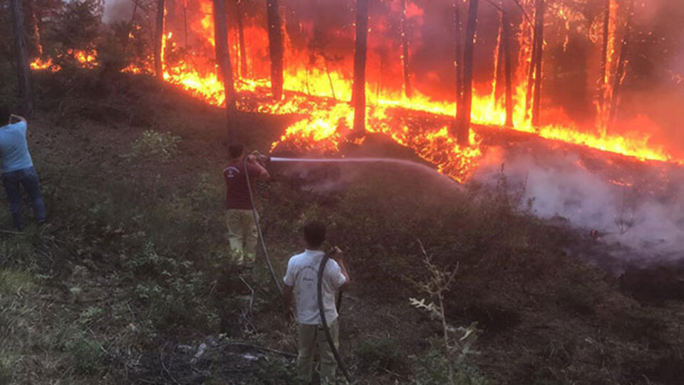 Uşak'ta korkutan orman yangını