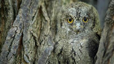 O bir kamuflaj ustası