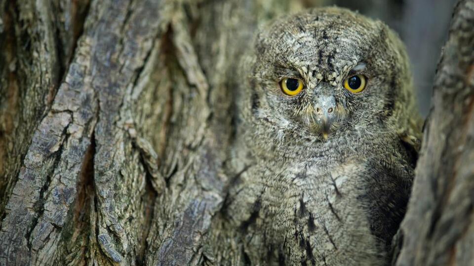 O bir kamuflaj ustası