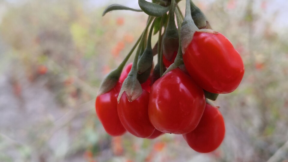 Kilogramı 80 ile 150 lira arasında değişiyor