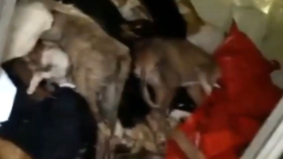 Şimdi de morg görüntüleri dehşete düşürdü!