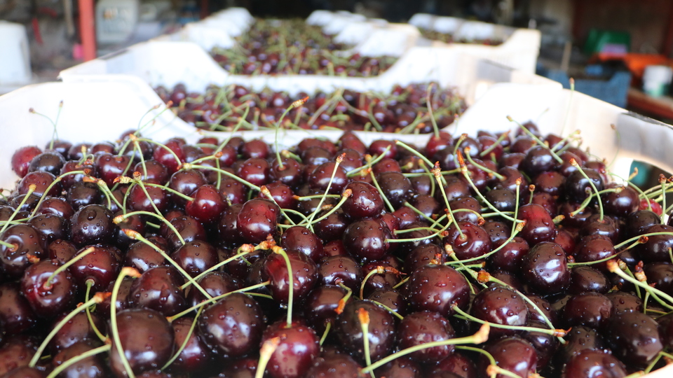 Çin'e kiraz ihracının önü açıldı