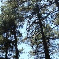 Oysa Peygamberi ‘çevreci’ olan tek ümmetiz