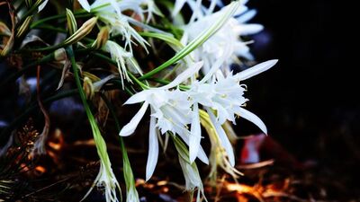 Bu çiçeği koparmanın cezası 48 bin lira!