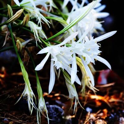 Bu çiçeği koparmanın cezası 48 bin lira!