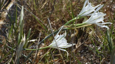 Onu koparmanın cezası tam 60 bin TL!