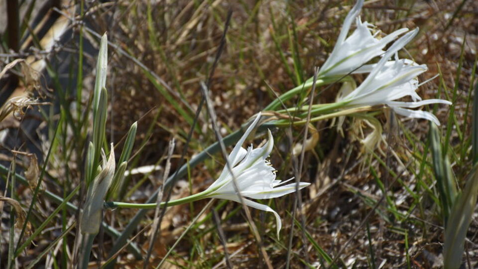 Onu koparmanın cezası tam 60 bin TL!