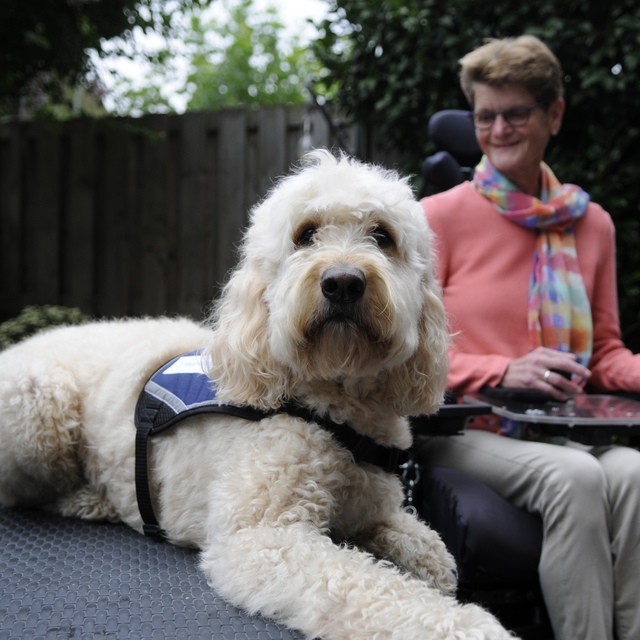 Rehber köpekler film festivalinde