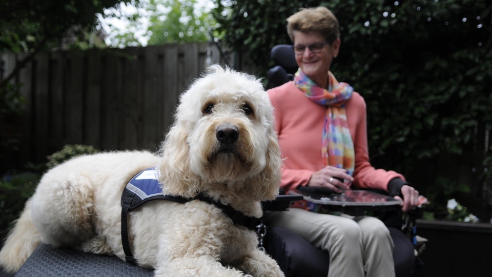 Rehber köpekler film festivalinde