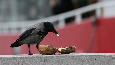 O yiyecekler kargaların bile kolesterolünü artırdı!