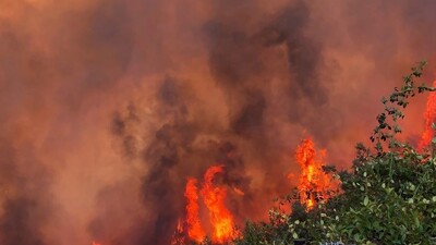 Bakan Pekcan'dan fidan dikimine destek