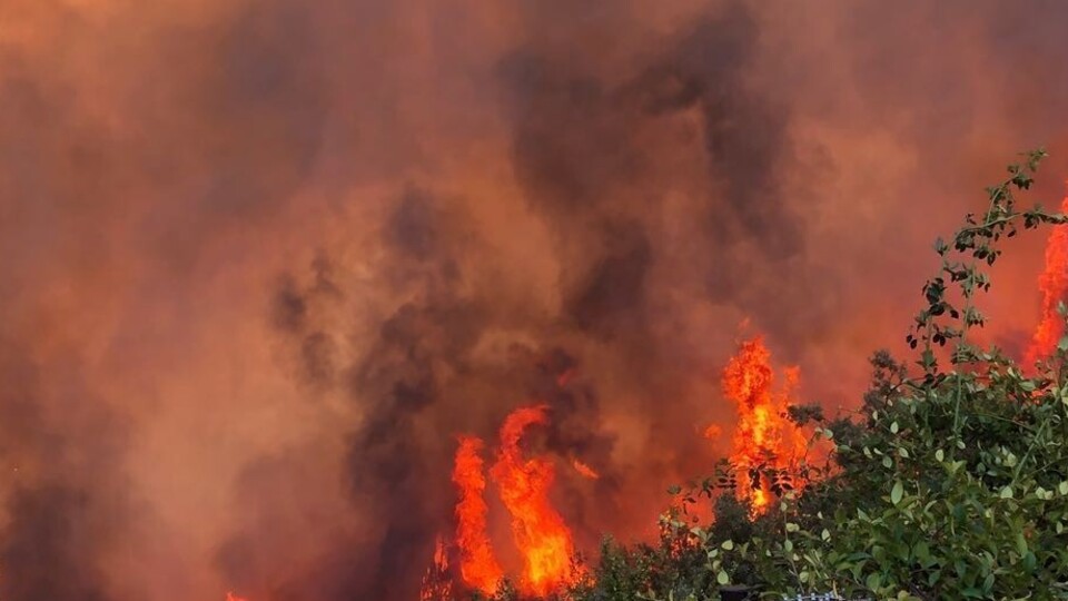 Bakan Pekcan'dan fidan dikimine destek