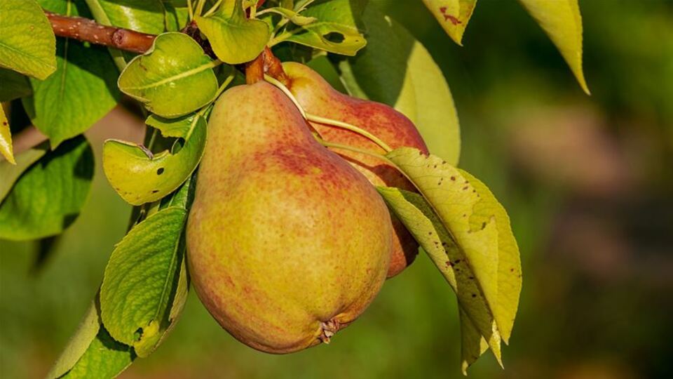 Bir faydası daha açıklandı!