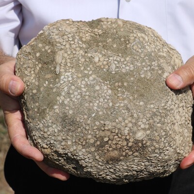 Çoban rastlamıştı! Buğday taneleri sanıldı ama...