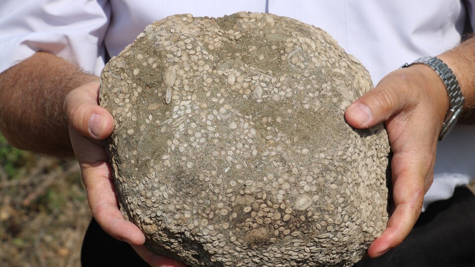 Çoban rastlamıştı! Buğday taneleri sanıldı ama...