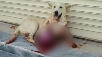 Havlıyor diye av tüfeğiyle vurdu!