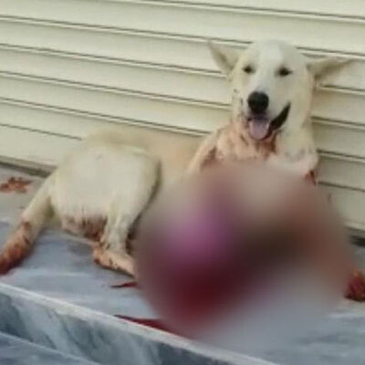 Havlıyor diye av tüfeğiyle vurdu!