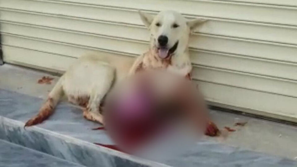 Havlıyor diye av tüfeğiyle vurdu!