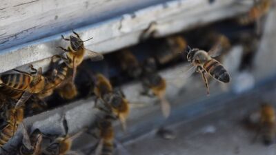 Arı sokması öldürdü