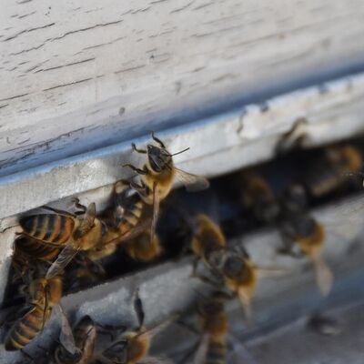 Arı sokması öldürdü