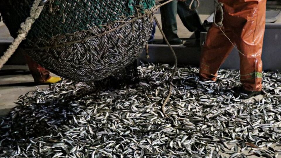 Karadeniz'de istavrit bereketi