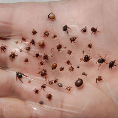 Kan değil 'can' emiyor!