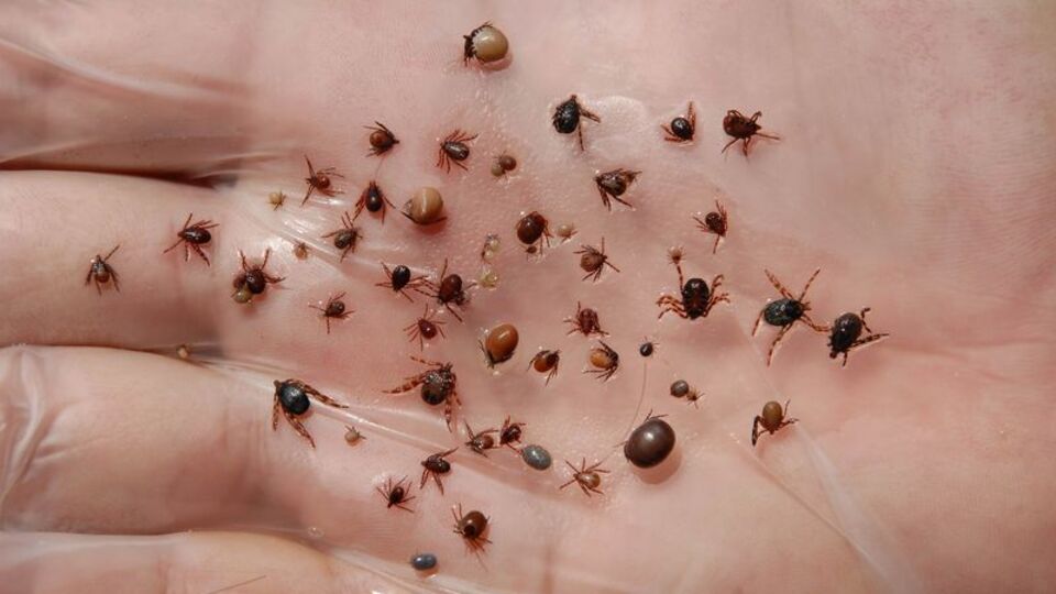 Kan değil 'can' emiyor!